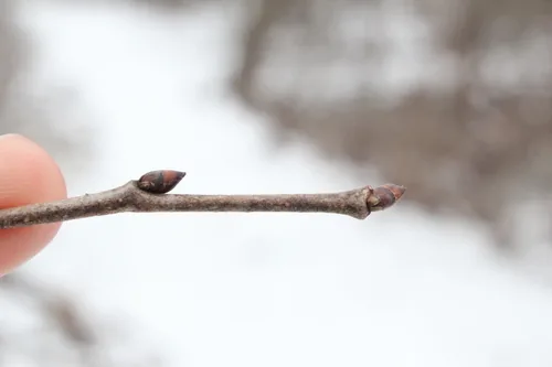 American elm (Ulmus americana), photograph