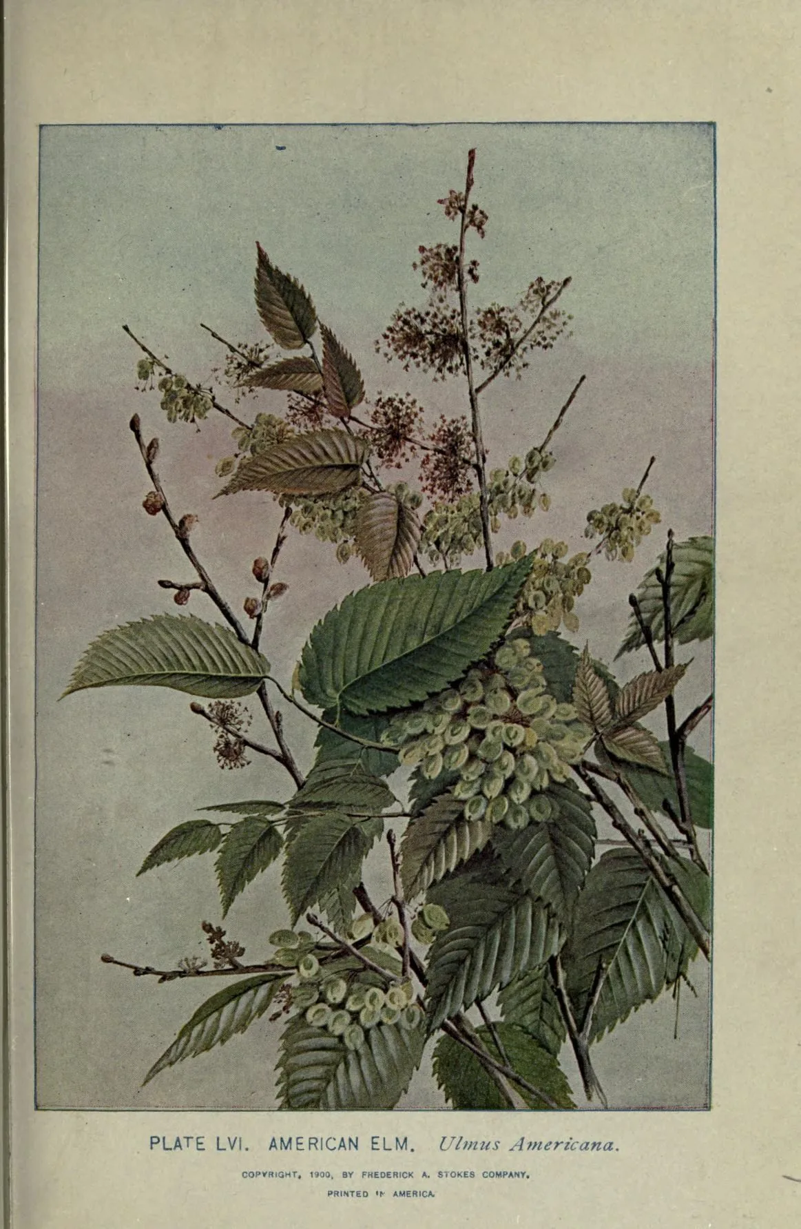 American elm (Ulmus americana), botanical illustration