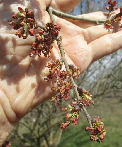 American elm (Ulmus americana), photograph