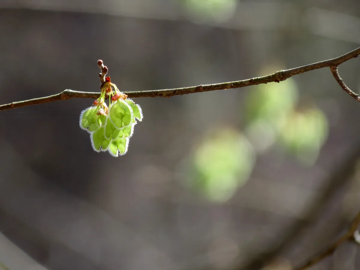 American elm, photograph
