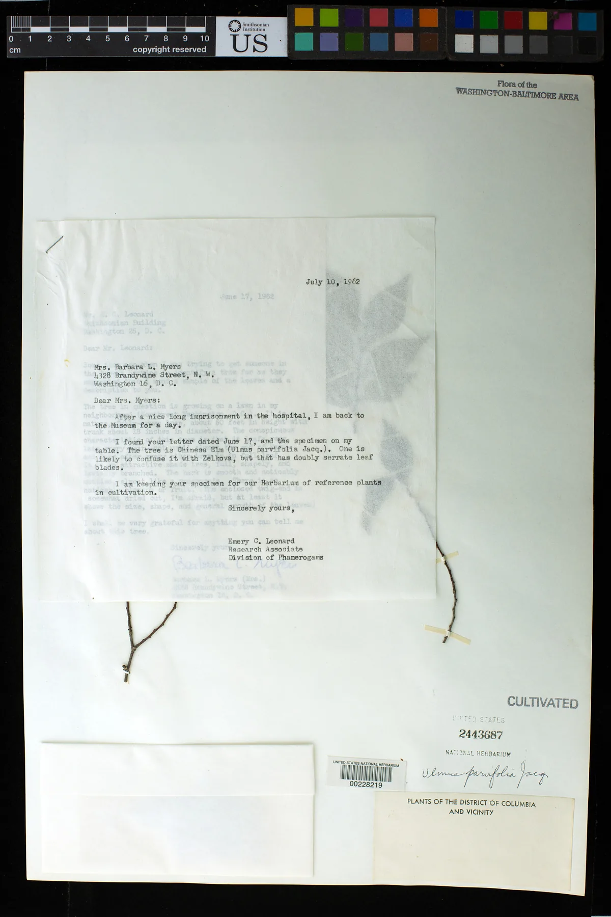lacebark elm (Ulmus parvifolia), photograph