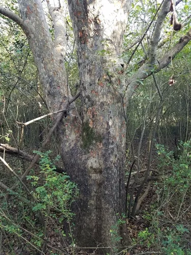lacebark elm (Ulmus parvifolia), photograph