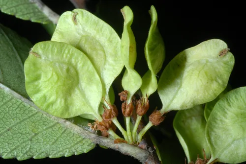 Photo: (c) Douglas Goldman, some rights reserved · CC BY-SA · via iNaturalist lacebark elm (Ulmus parvifolia), photograph