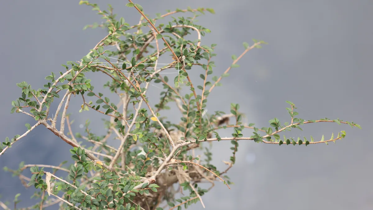 lacebark elm (Ulmus parvifolia), photograph