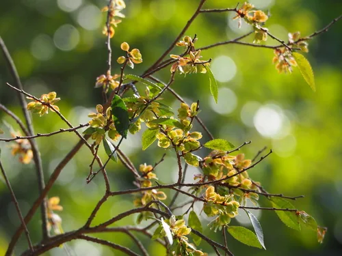 lacebark elm (Ulmus parvifolia), photograph