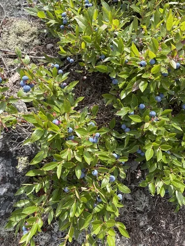 Photo: no rights reserved · CC0 · via iNaturalist lowbush blueberry (Vaccinium angustifolium), photograph