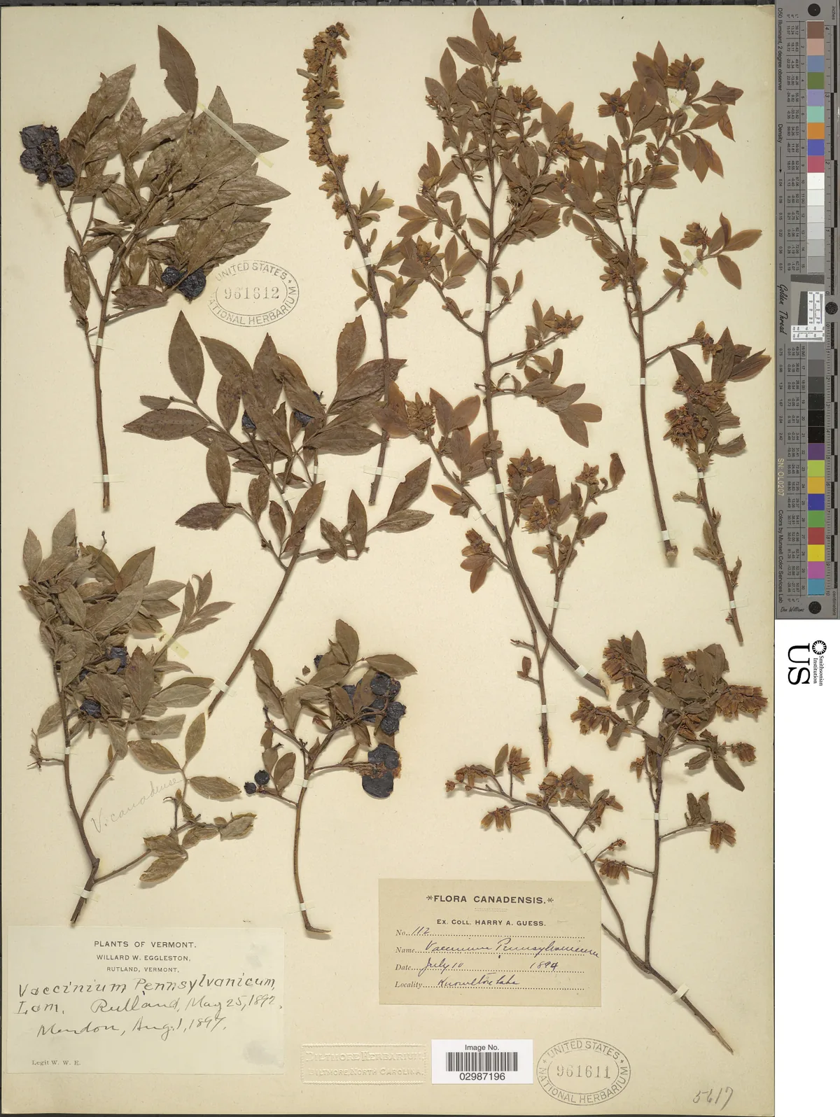 Lowbush Blueberry (Vaccinium angustifolium), photograph