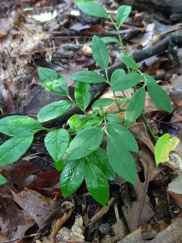 Photo: no rights reserved · cc0 · via iNaturalist Lowbush Blueberry (Vaccinium angustifolium), photograph