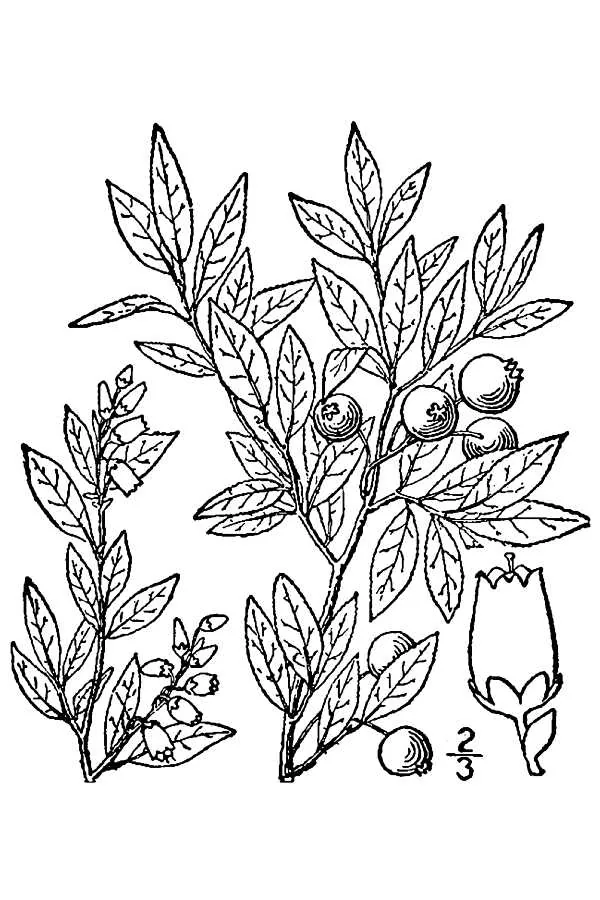 Lowbush Blueberry (Vaccinium angustifolium), botanical illustration