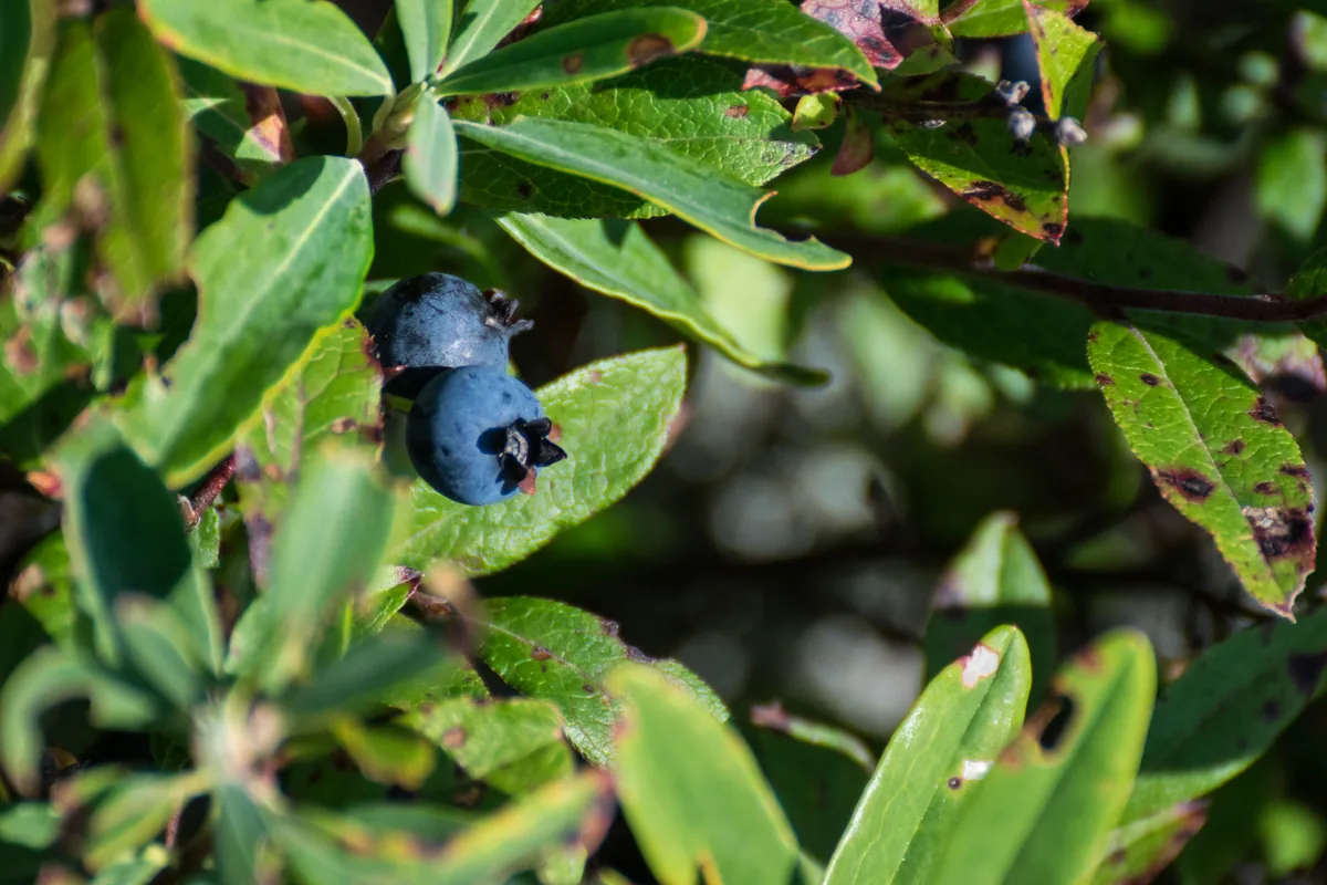 Lowbush Blueberry (Vaccinium angustifolium), photograph