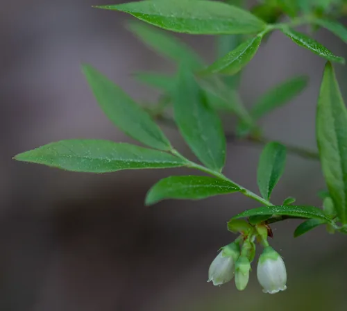 Lowbush Blueberry (Vaccinium angustifolium), photograph