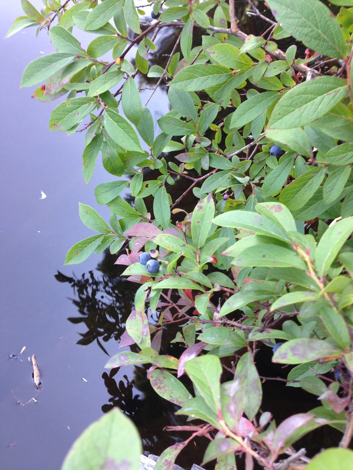 blueberry (Vaccinium corymbosum), photograph