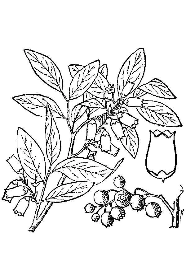 blueberry (Vaccinium corymbosum), botanical illustration