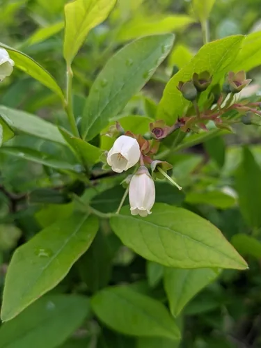 blueberry (Vaccinium corymbosum), photograph