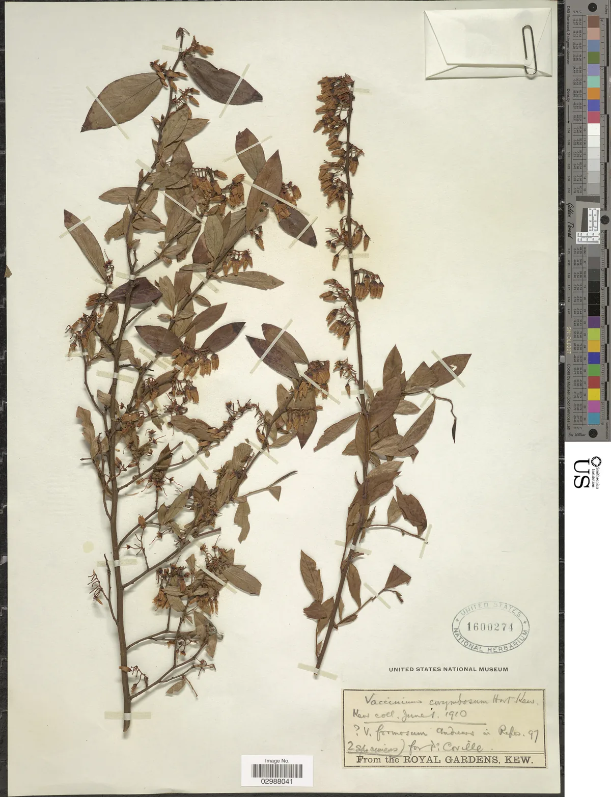blueberry (Vaccinium corymbosum), photograph