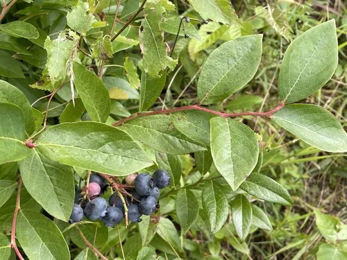 Photo: (c) Tom Scavo, some rights reserved (CC BY) · cc-by · via iNaturalist Blueberry, photograph