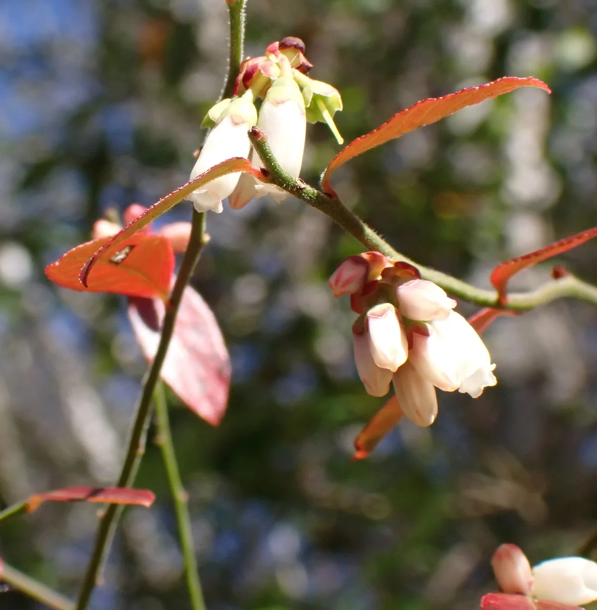 Photo: mfeaver, via iNaturalist · CC BY · via GBIF blueberry (Vaccinium corymbosum), photograph