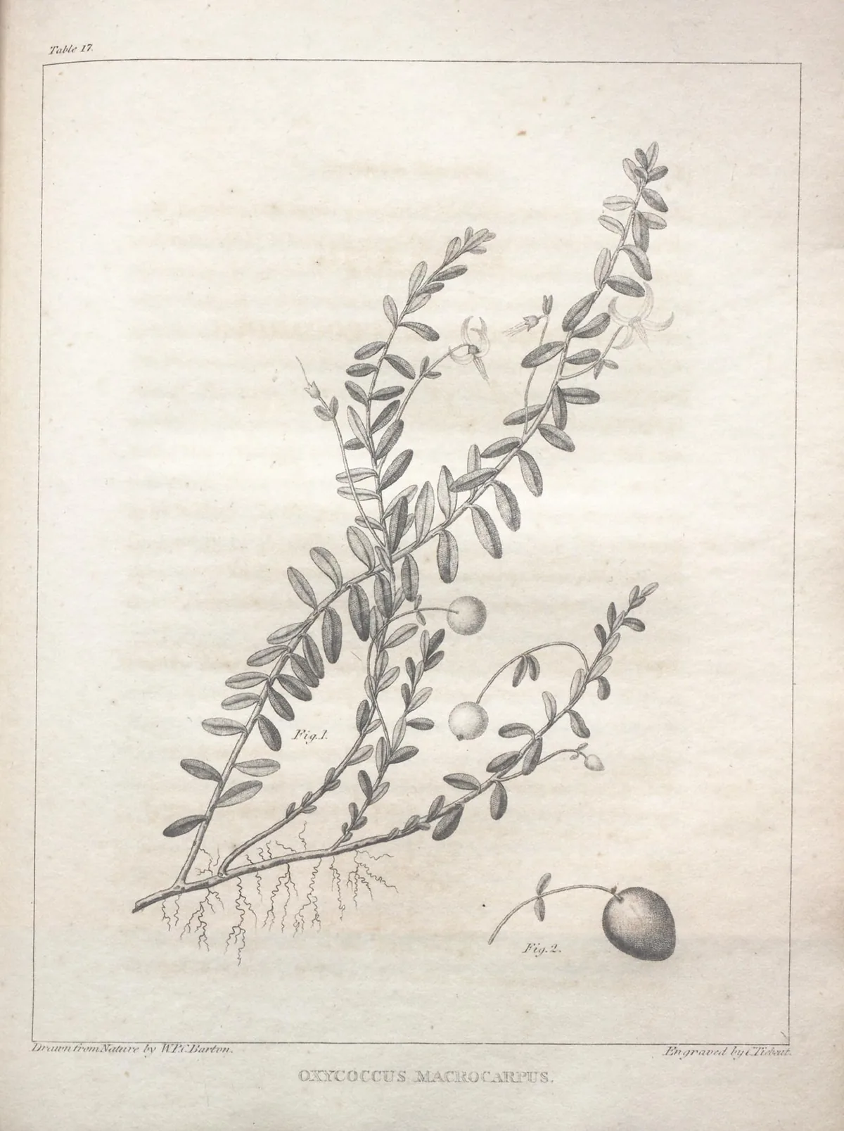 Cranberry (Vaccinium macrocarpon), botanical illustration