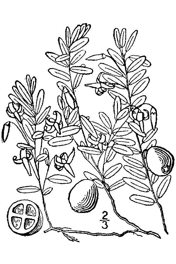 Cranberry (Vaccinium macrocarpon), botanical illustration