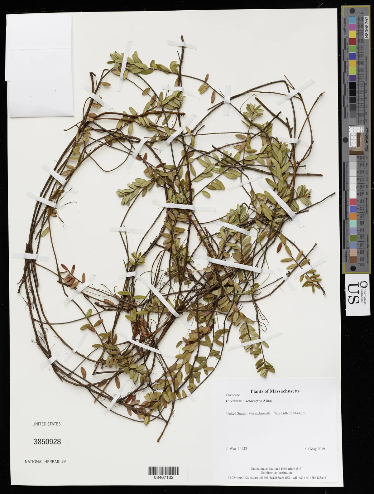 Cranberry (Vaccinium macrocarpon), photograph