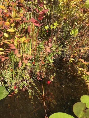 Cranberry, photograph