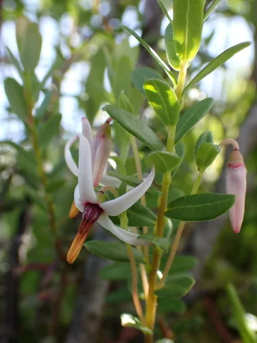 Cranberry (Vaccinium macrocarpon), photograph