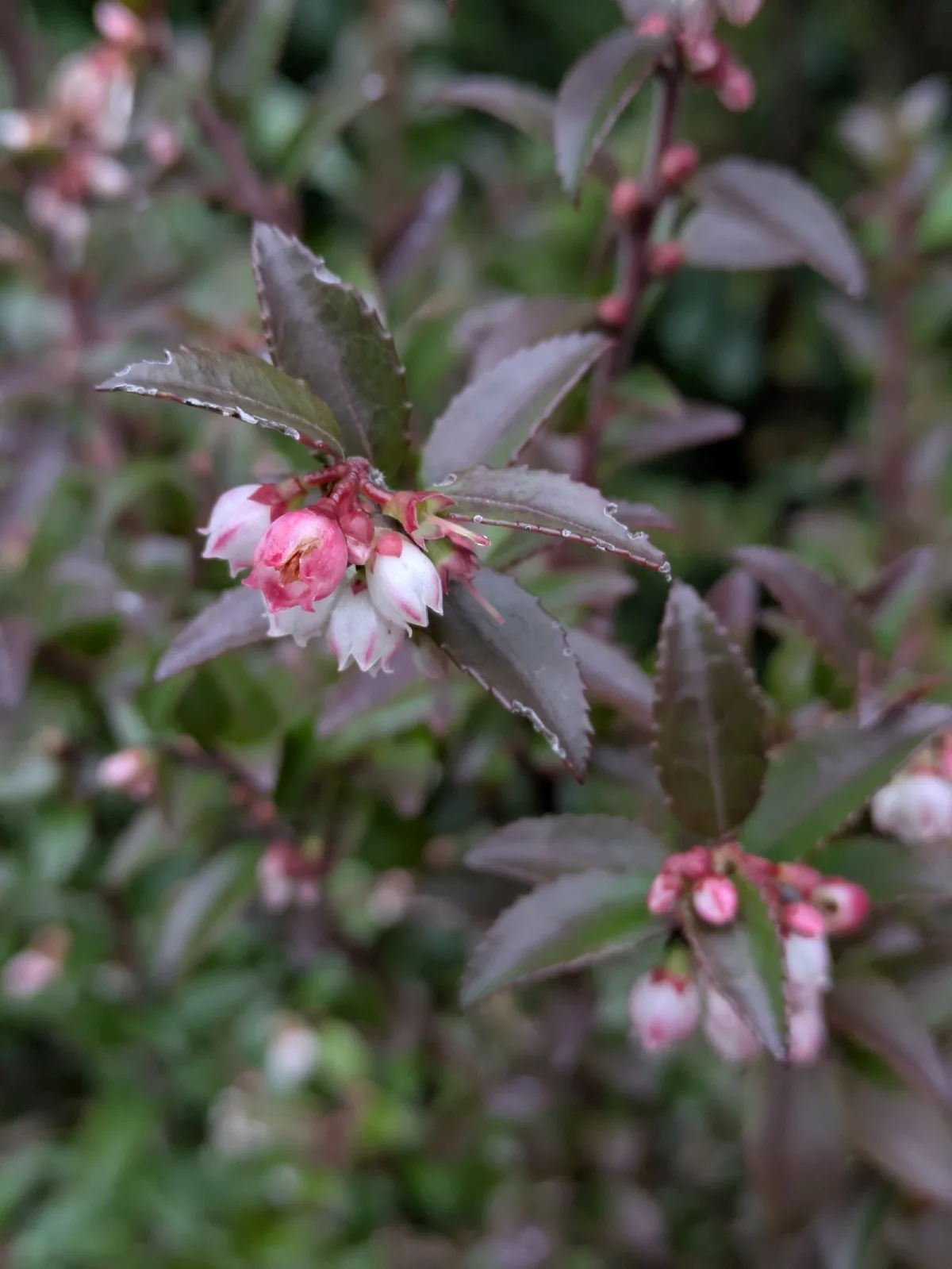 Evergreen Huckleberry (Vaccinium ovatum), photograph