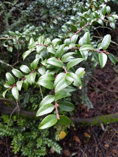 Photo: (c) Ken-ichi Ueda, some rights reserved (CC BY) · cc-by · via iNaturalist Evergreen Huckleberry (Vaccinium ovatum), photograph