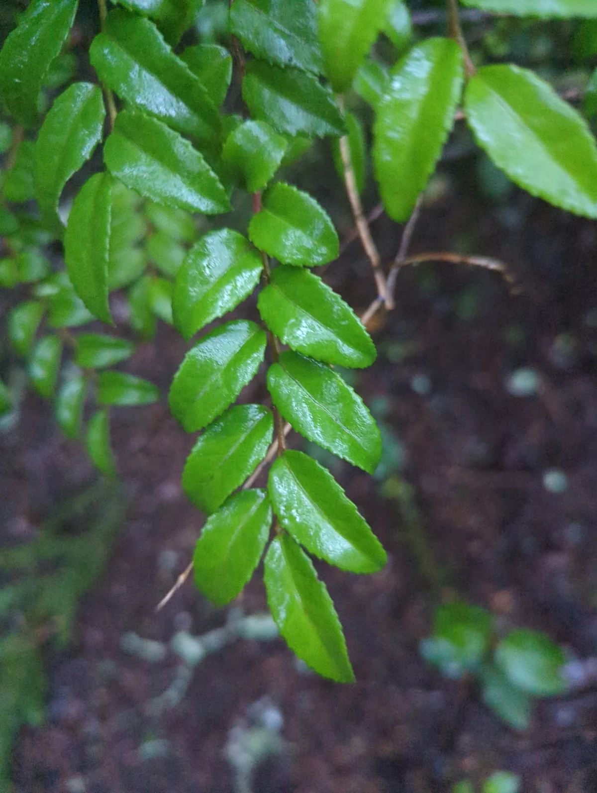 Evergreen Huckleberry (Vaccinium ovatum), photograph