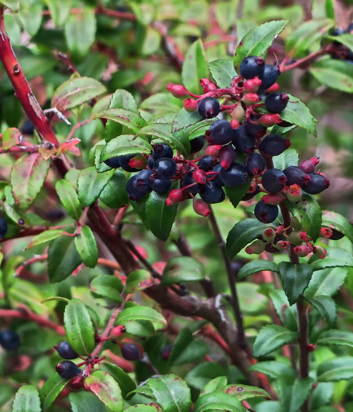 Photo: John Rusk from Berkeley, CA, United States of America · CC BY 2.0 · via Wikimedia Commons evergreen huckleberry (Vaccinium ovatum), photograph