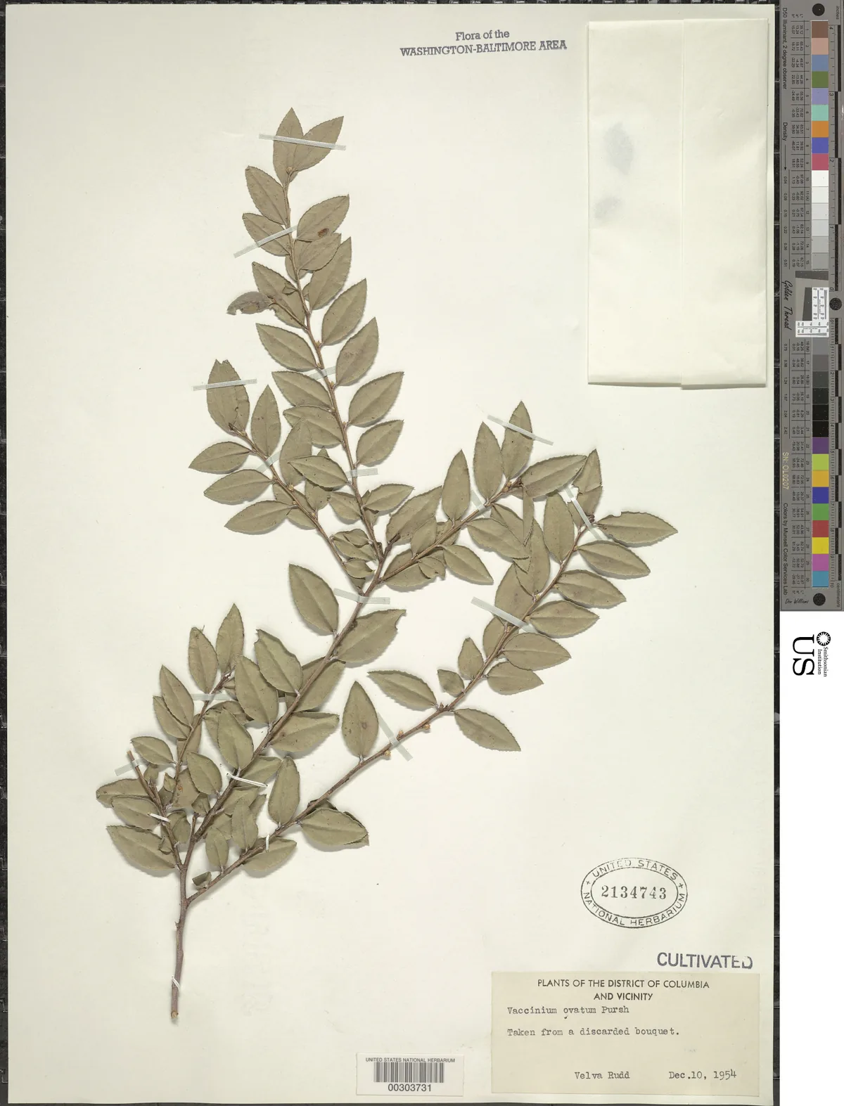 Evergreen Huckleberry (Vaccinium ovatum), photograph