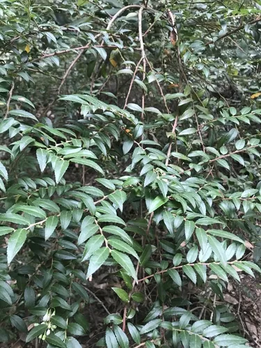 Evergreen Huckleberry (Vaccinium ovatum), photograph