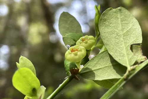 Red Huckleberry (Vaccinium parvifolium), photograph
