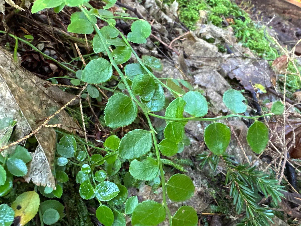 Red Huckleberry (Vaccinium parvifolium), photograph