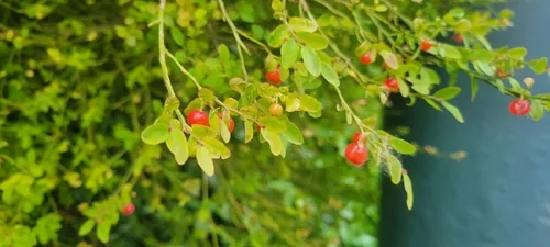 Red Huckleberry (Vaccinium parvifolium), photograph
