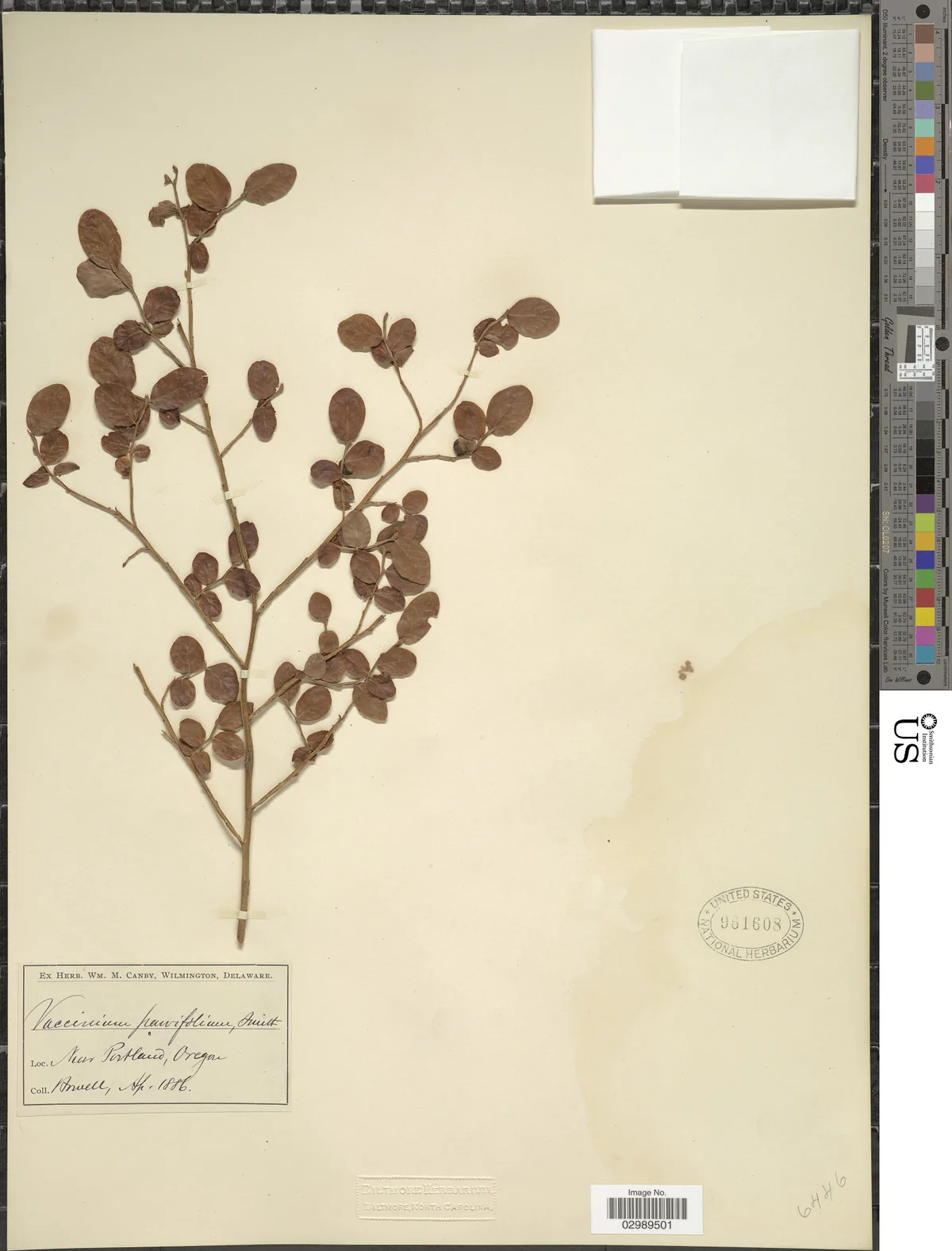 Red Huckleberry (Vaccinium parvifolium), photograph