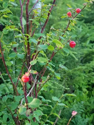 Photo: no rights reserved · cc0 · via iNaturalist Red Huckleberry (Vaccinium parvifolium), photograph