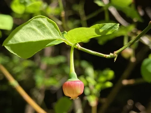 Photo: (c) Maddie Edmonds, some rights reserved · CC BY · via iNaturalist red huckleberry (Vaccinium parvifolium), photograph