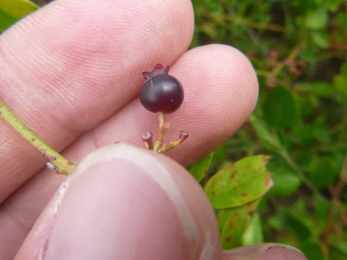 Photo: no rights reserved · CC0 · via iNaturalist rabbiteye blueberry (Vaccinium virgatum), photograph