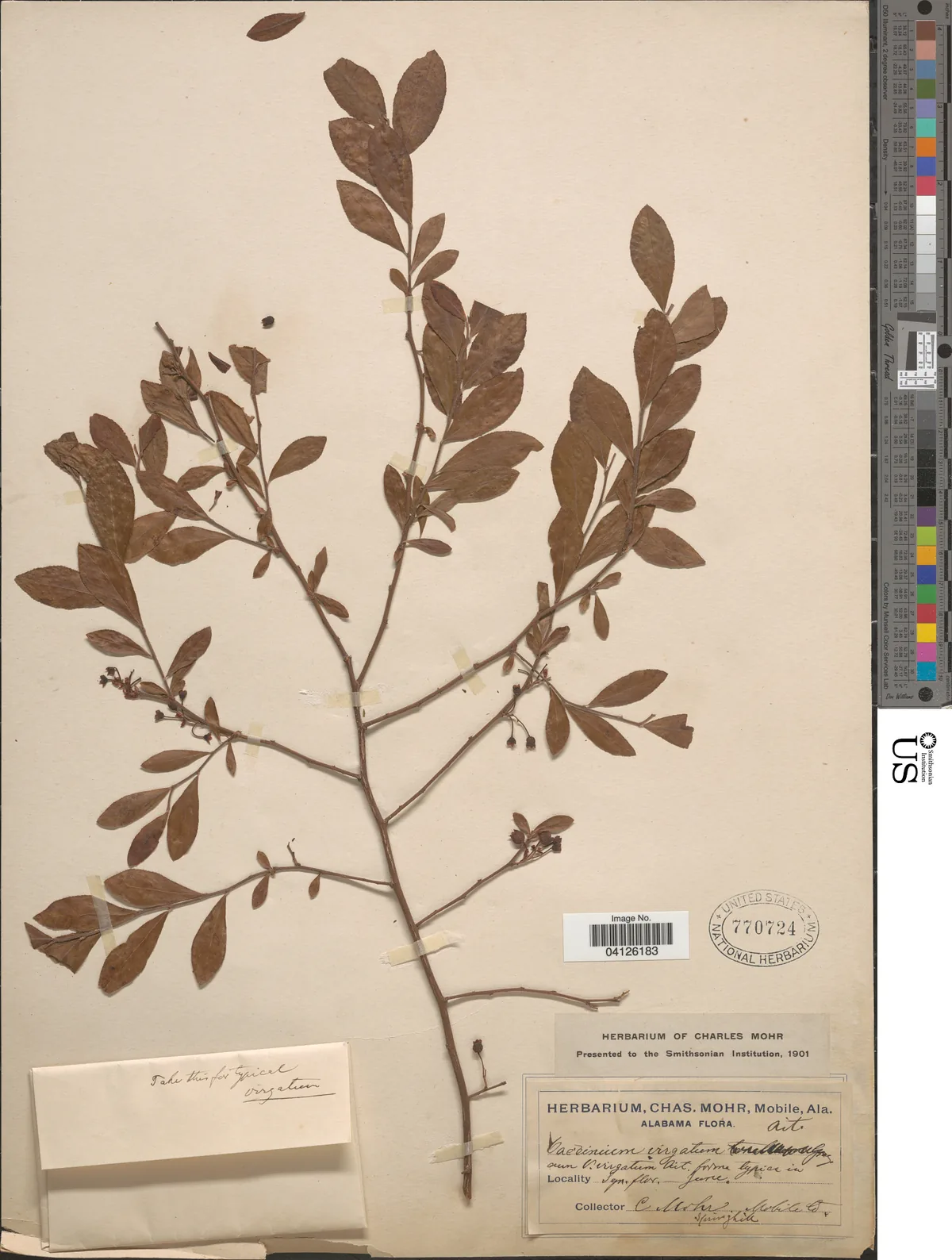 Rabbiteye Blueberry (Vaccinium virgatum), photograph