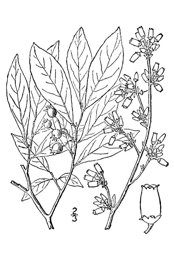 Rabbiteye Blueberry (Vaccinium virgatum), botanical illustration
