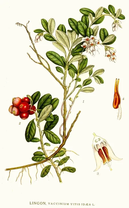 Lingonberry (Vaccinium vitis-idaea), botanical illustration