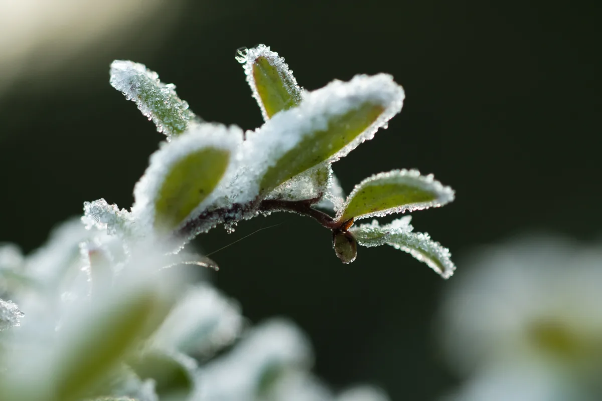 Lingonberry (Vaccinium vitis-idaea), photograph