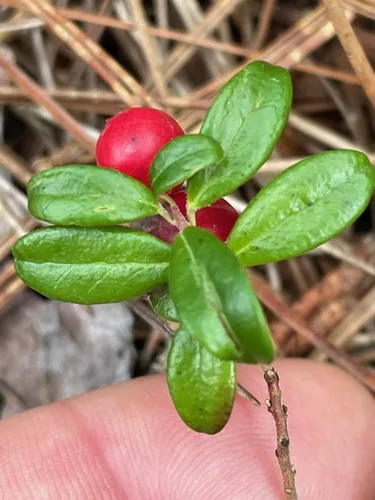 Lingonberry (Vaccinium vitis-idaea), photograph