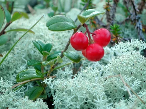 Photo: (c) skysvetlana, some rights reserved · CC BY · via iNaturalist lingonberry (Vaccinium vitis-idaea), photograph