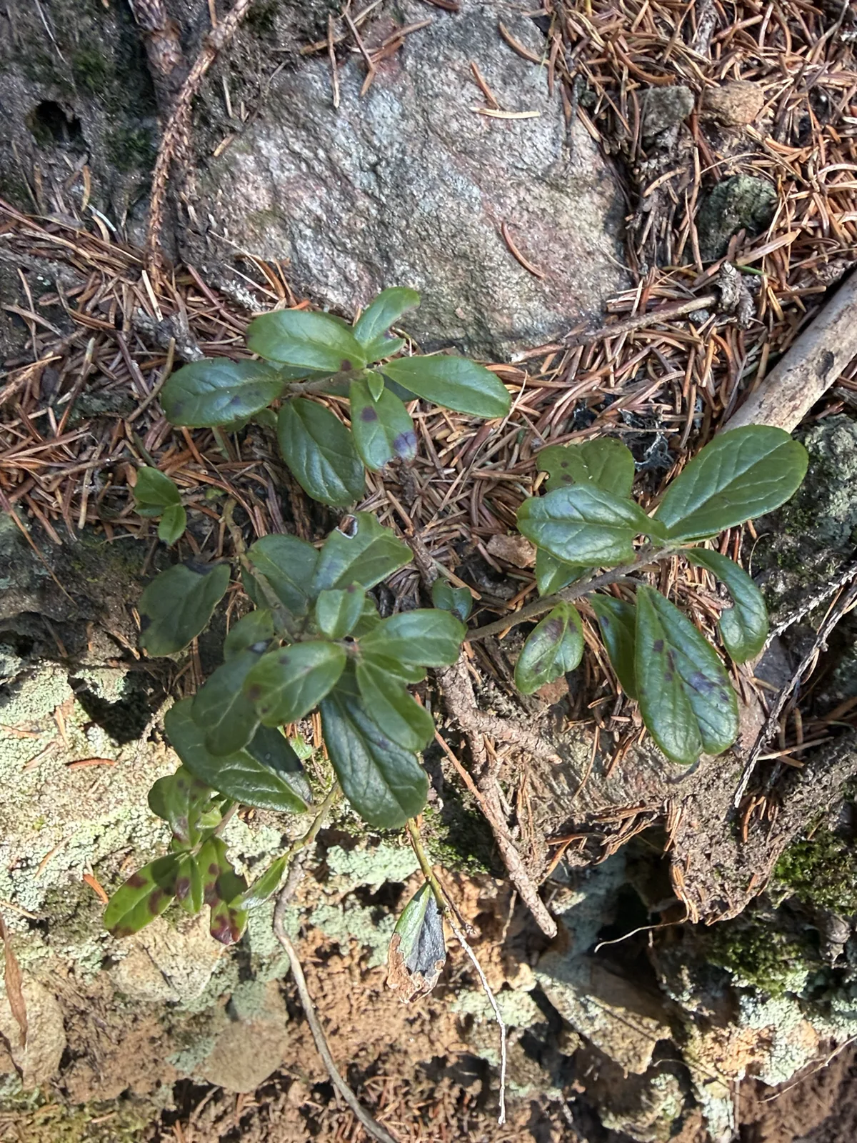 Lingonberry (Vaccinium vitis-idaea), photograph