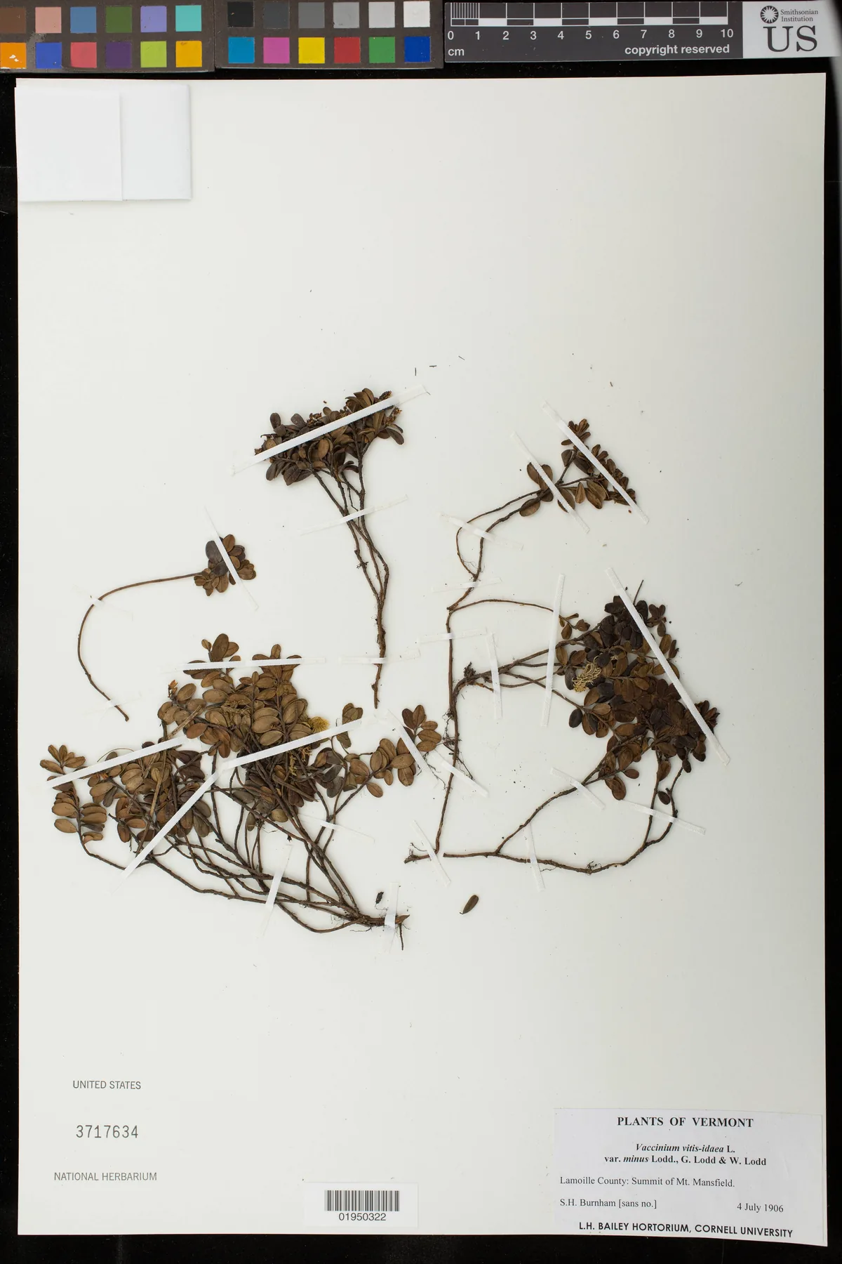 Lingonberry (Vaccinium vitis-idaea), photograph