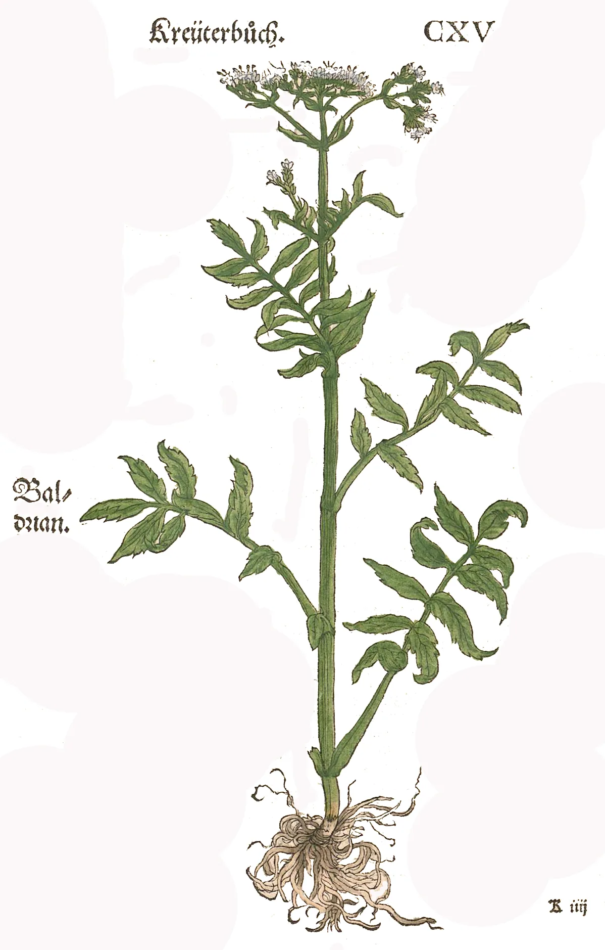 Valerian (Valeriana officinalis), botanical illustration