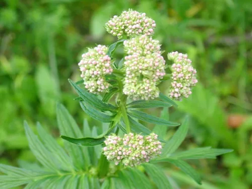 Valerian (Valeriana officinalis), photograph