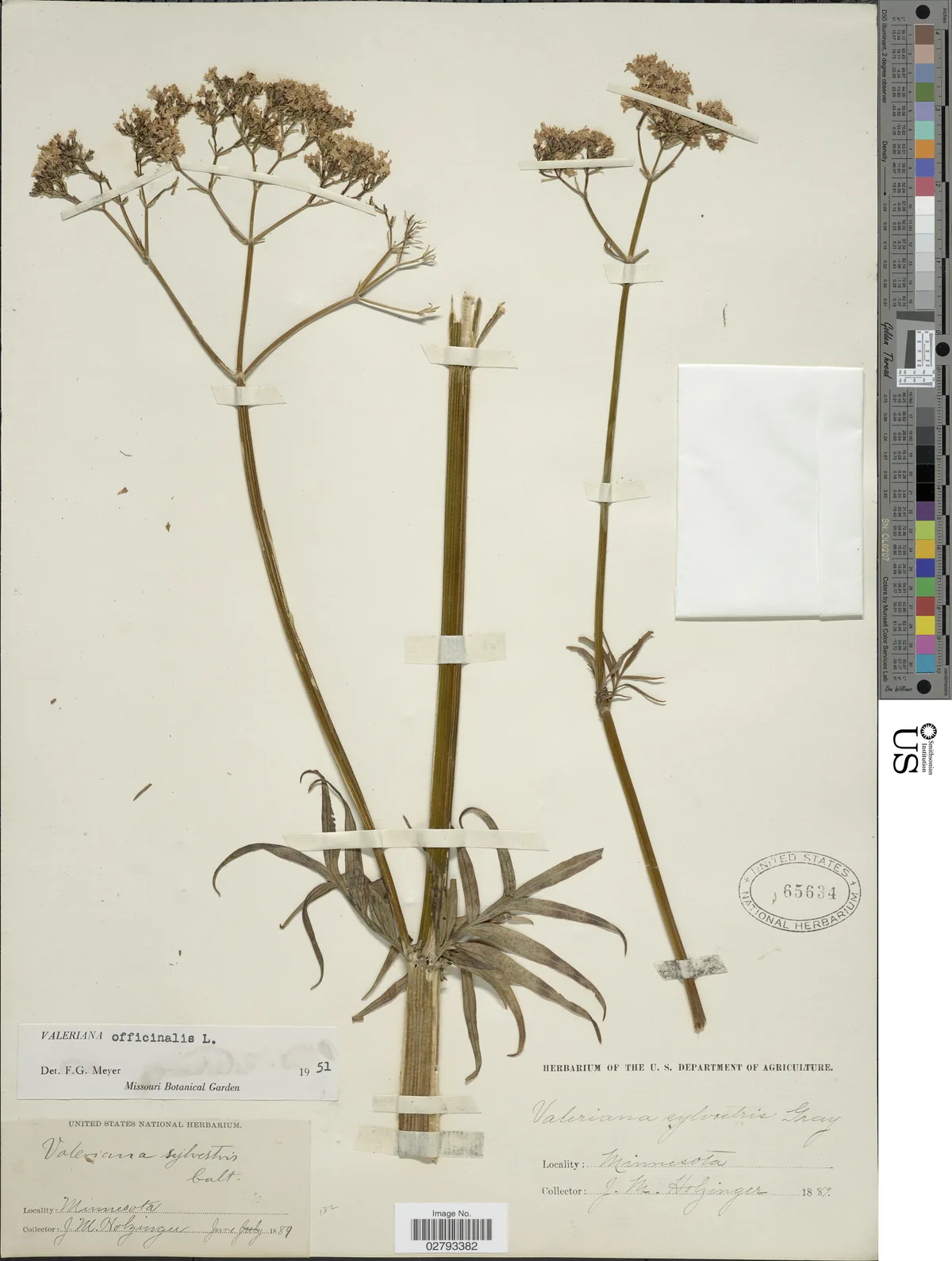 Valerian (Valeriana officinalis), photograph